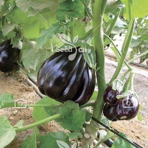 بذر بادمجان بلک بیوتی – Black Beauty Eggplant