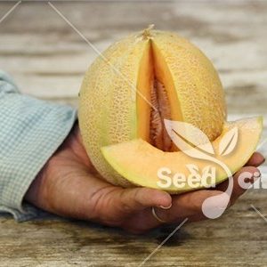 بذر خربزه ریز – Small Melon