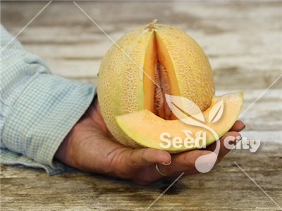 بذر خربزه ریز – Small Melon