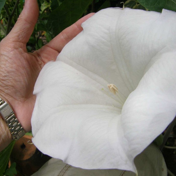بذر تاتوره گل درشت – Datura White