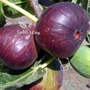 بذر انجیر بنفش - Purple Common fig