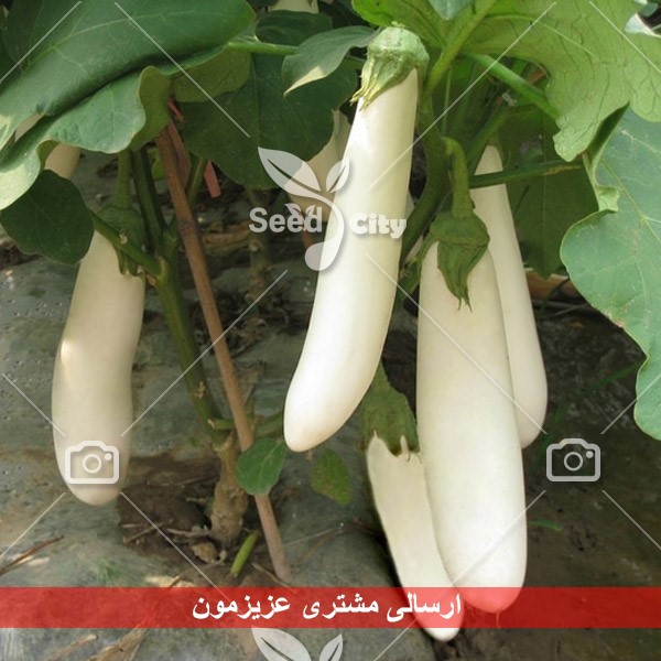 بذر بادمجان سفید – White Eggplant