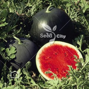 بذر هندوانه سیاه – Black Watermelon
