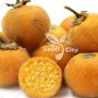بذر گل آماریلیس نارنجی – Amaryllis