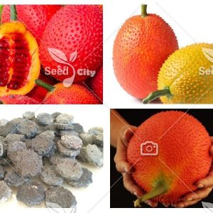 بذر کمیاب میوه گاک - Gac Fruit