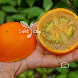 بذر کمیاب نارانجیلا - Naranjilla
