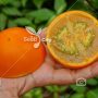 بذر کمیاب نارانجیلا - Naranjilla