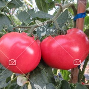 بذر گوجه صورتی – Pink Tomato