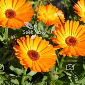 بذر گل همیشه بهار – English Marigold