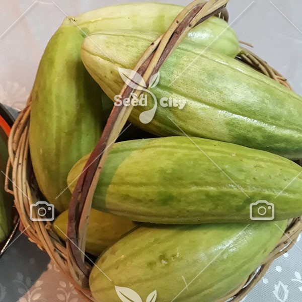 بذر کمبوزه – Melon