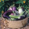 بذر بادمجان میکس – Eggplant