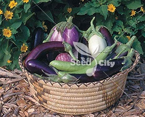 بذر بادمجان میکس – Eggplant