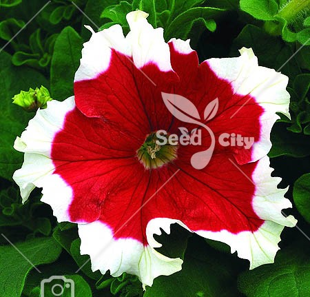 بذر گل زیبای اطلسی قرمز لب سفید - Petunia Frost Red F1