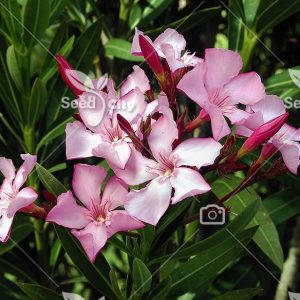 بذر گل زیبای خرزهره - Oleander
