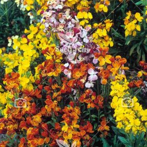 بذر گل زیبای شب بو زعفرانی - Aegean Wallflower