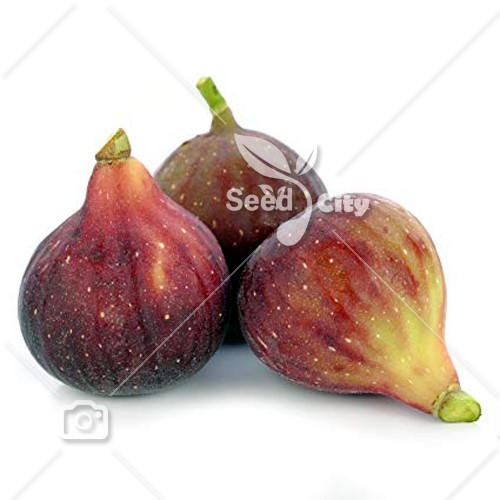 بذر انجیر قرمز - Red Common fig