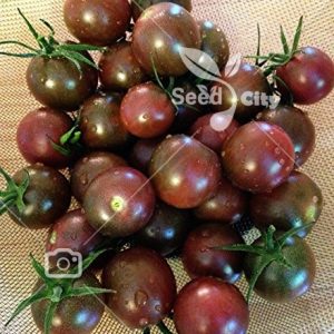 بذر گوجه شکلاتی – Brown Zebra Tomato