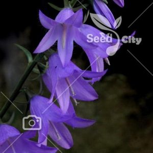 بذر گل زیبای استکانی - Bellflower