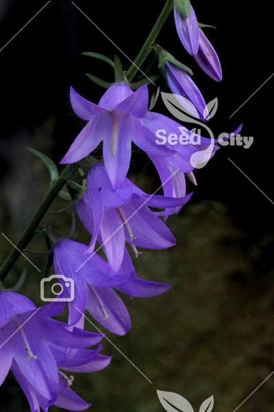 بذر گل زیبای استکانی - Bellflower