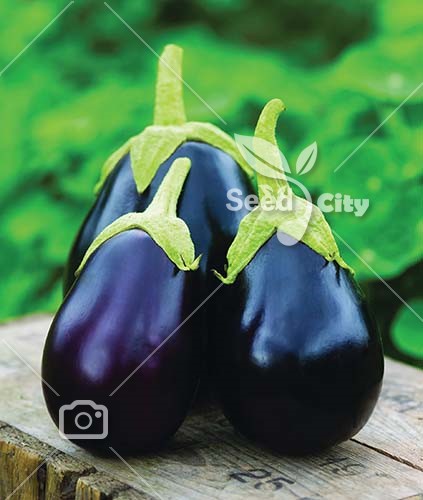 بذر بادمجان دلمه ای – Eggplant