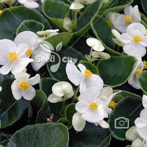بذر گل بگونیا سفید - Begonia White