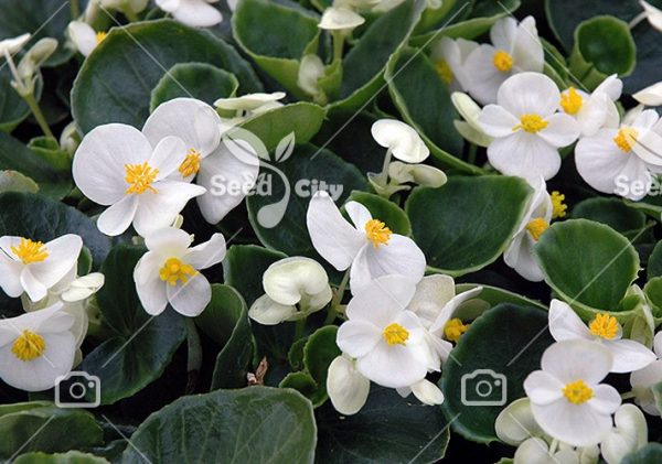 بذر گل بگونیا سفید - Begonia White