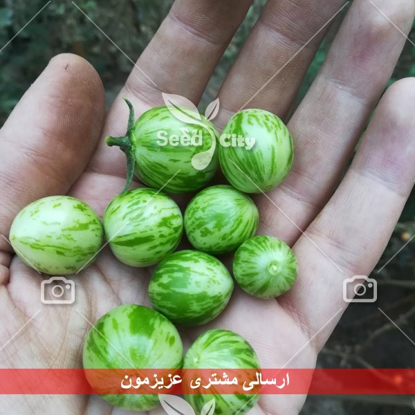 بذر گوجه سبز – Green Tomato