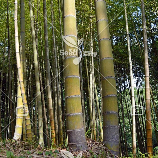 بذر بسیار کمیاب بامبو غول پیکر - Giant Bamboo