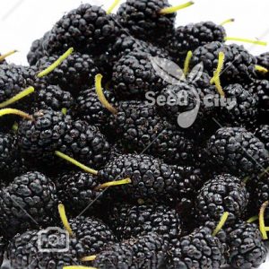 بذر توت سیاه - Black Mulberry