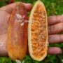 بذر درخت کوکا – Coca Seed