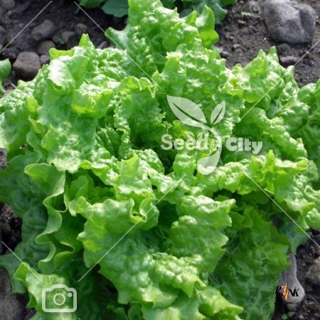 بذر کاهو پیچ – Lettuce