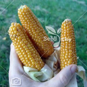 بذر ذرت مینیاتوری – Corn