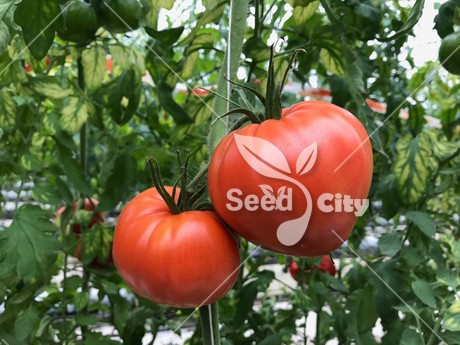 بذر گوجه قلبی – Strawberry Tomato