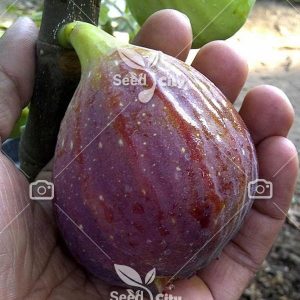 بذر انجیر جیانت – Giant Common fig