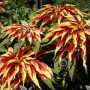 بذر گل آمارانتوس ابلق میکس - Amaranthus Tricolor