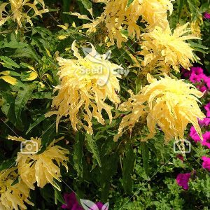 بذر گل خاص آمارانتوس زرد قناری - Amaranthus