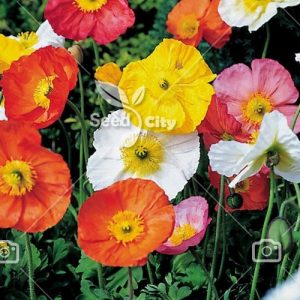 بذر گل شقایق الوان - Poppy Mix
