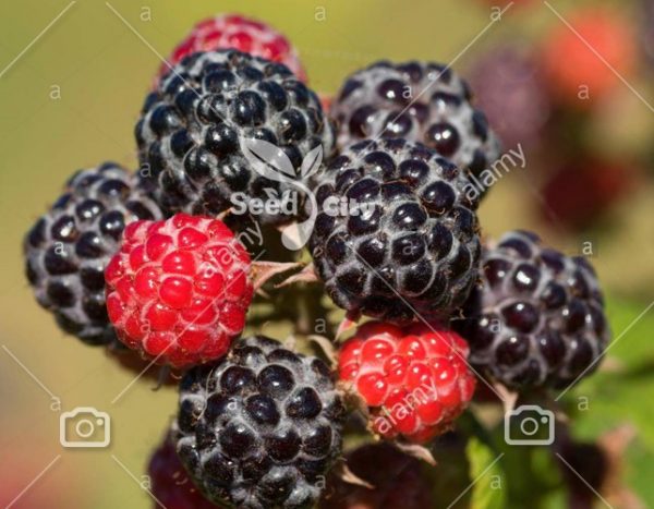 بذر کمیاب رازبری سیاه - Blackcap Raspberry