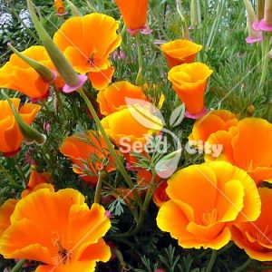 بذر گل شقایق کالفرنیا - California Poppy