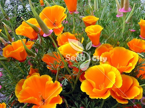 بذر گل شقایق کالفرنیا - California Poppy
