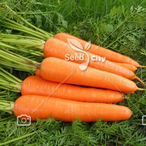 بذر هویج نارنجی – Carrot