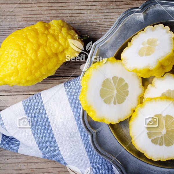 بذر بالنگ غول - Citron