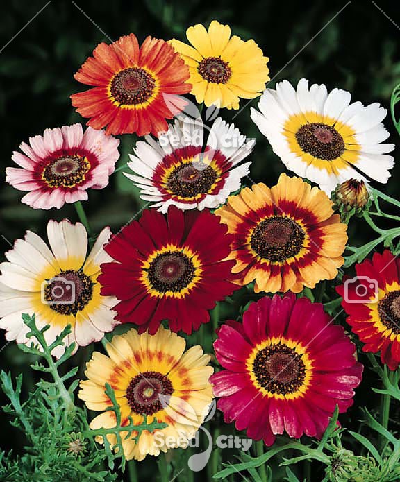 بذر گل داوودی 3 رنگ – Chrysanthemum Tricolor