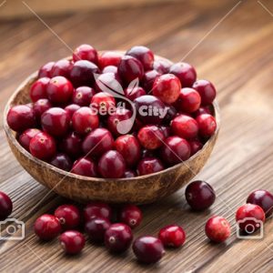 بذر میوه کمیاب کرنبری - Cranberry