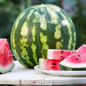 بذر هندوانه کریمسون سوییت – Crimson Sweet Watermelon