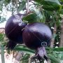 بذر حقیقی انار سیاه - Black Pomegranate