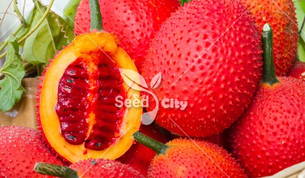بذر کمیاب میوه گاک - Gac Fruit