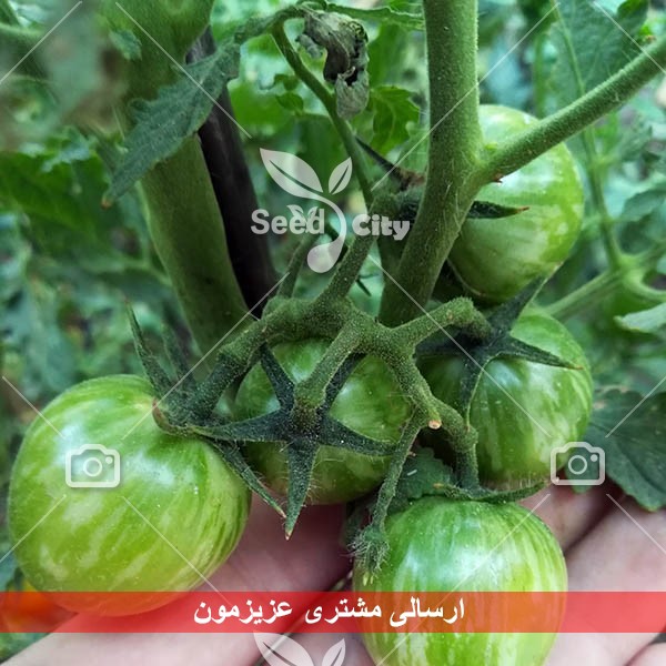 بذر گوجه سبز – Green Tomato
