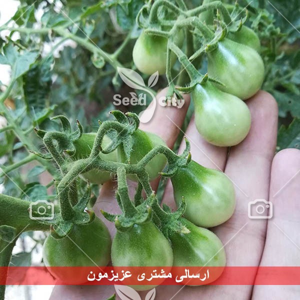 بذر گوجه گلابی  – Red Pear Tomato