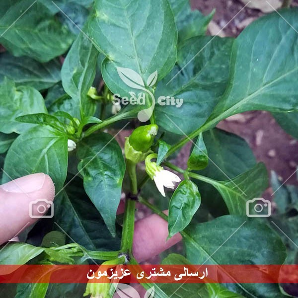 بذر فلفل ریز شیرین – Padron Pepper